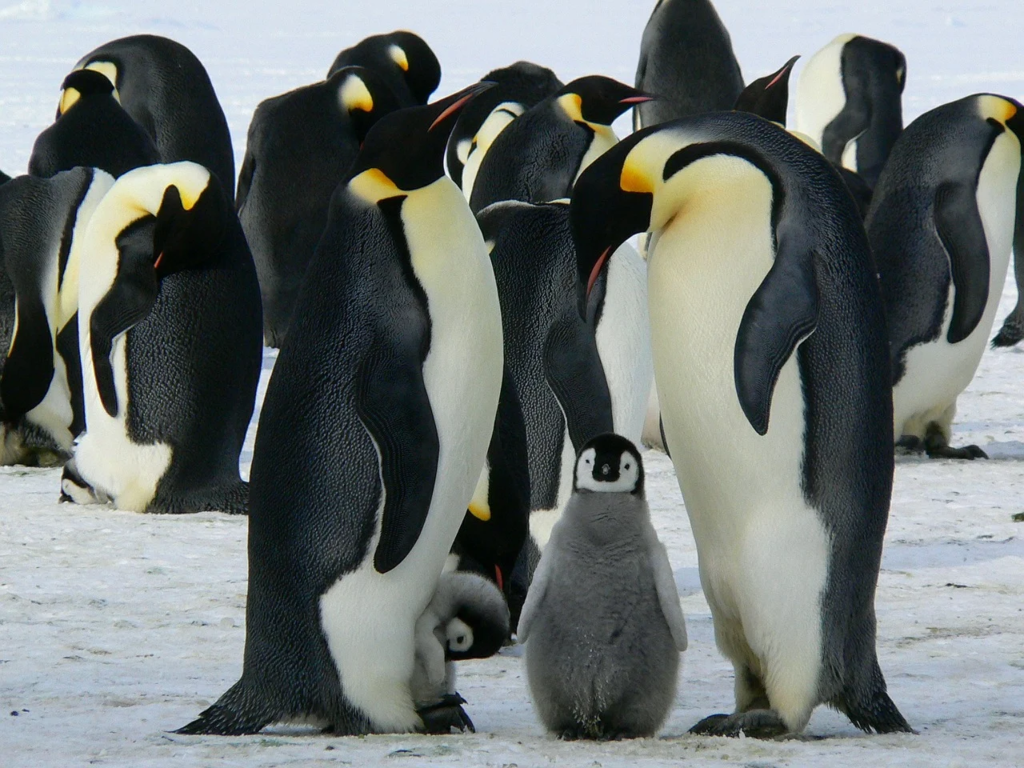 皇帝ペンギン