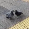 鳩ラブラブ