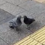 鳩ラブラブ