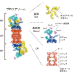 プロテアソーム