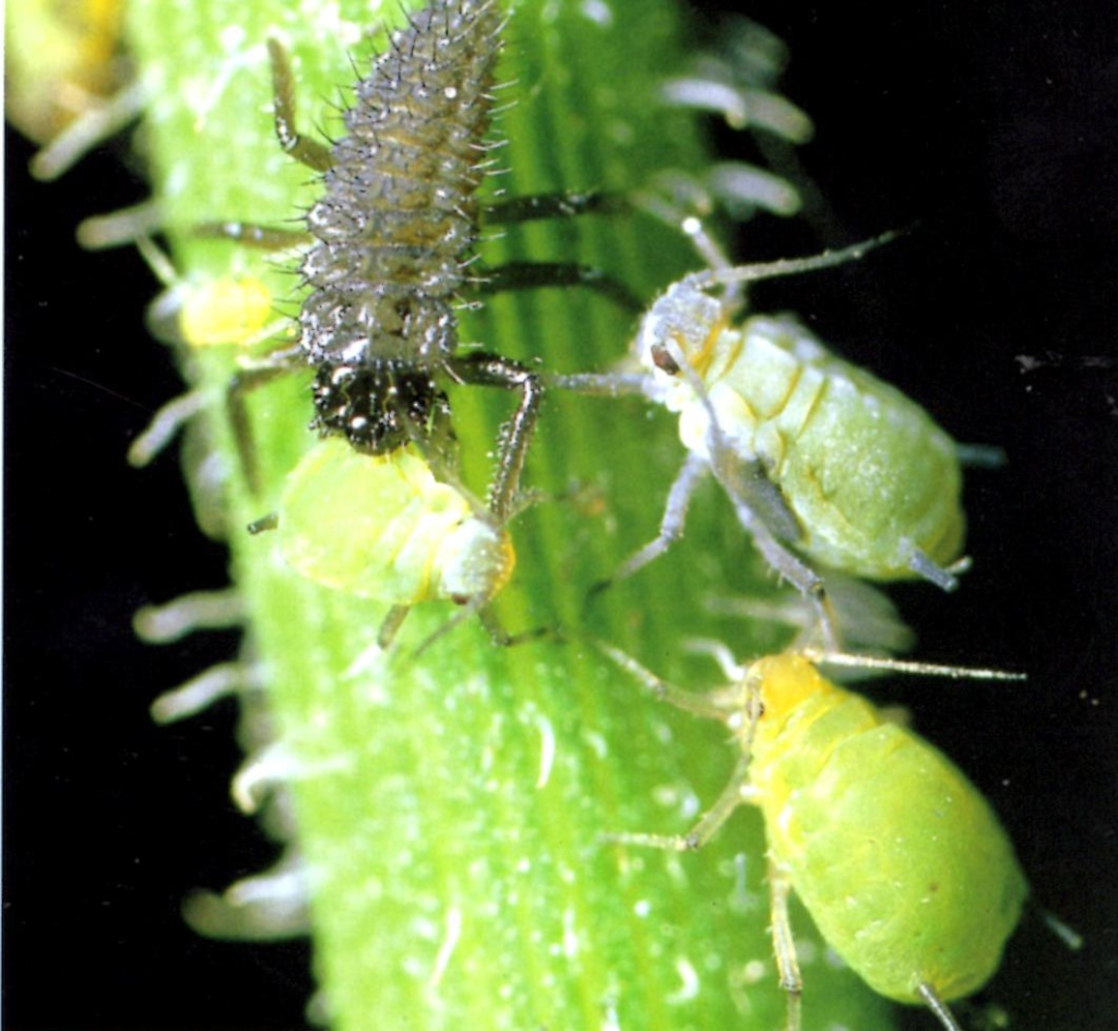 アブラムシを食べるナナホシテントウの若い幼虫