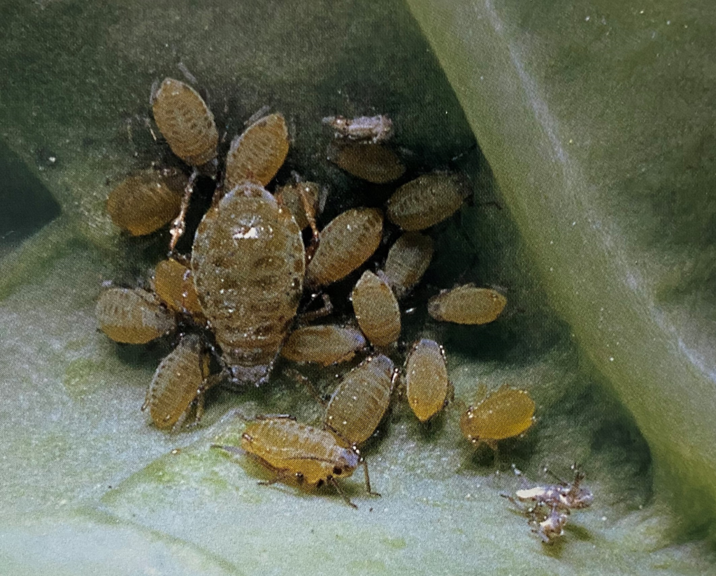 ダイコンアブラムシの母虫とつぎつぎに産みだされた子虫