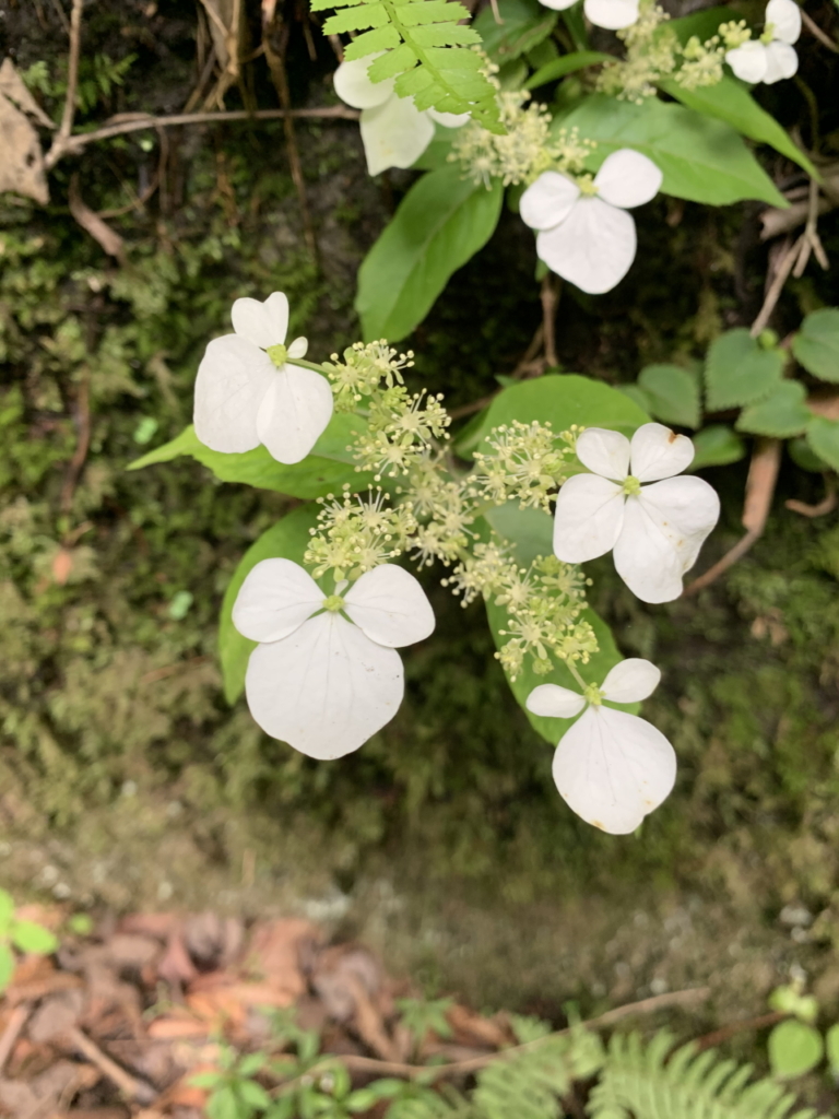 可憐な花