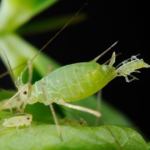 子虫をうむアブラムシの成虫