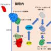 グリコーゲン分解