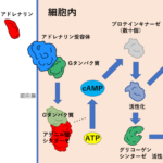 グリコーゲン分解