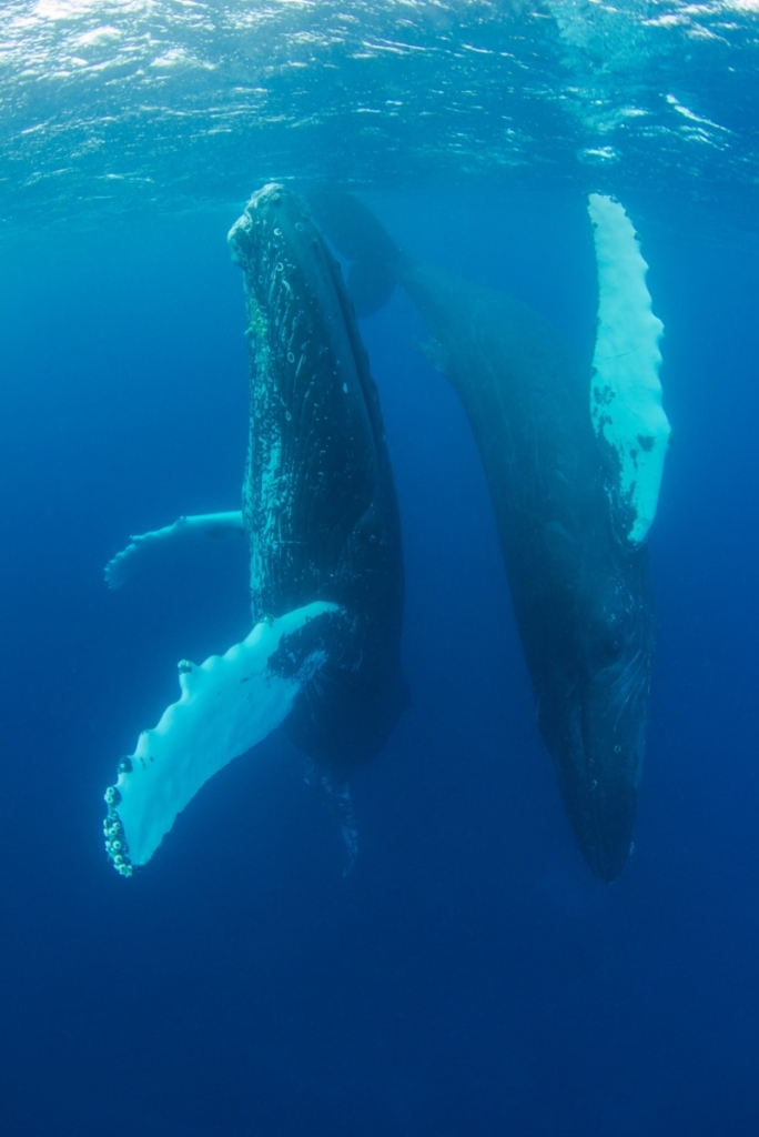 ２頭のクジラ