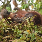 巣の中のボルネオオランウータン