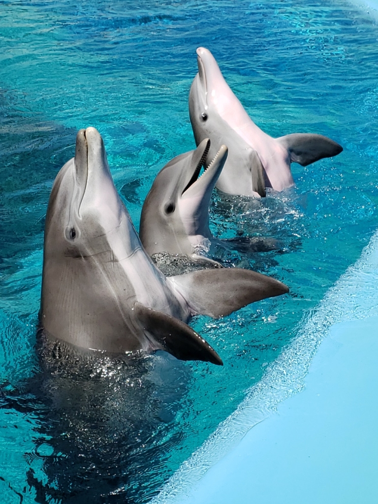 水族館のイルカ