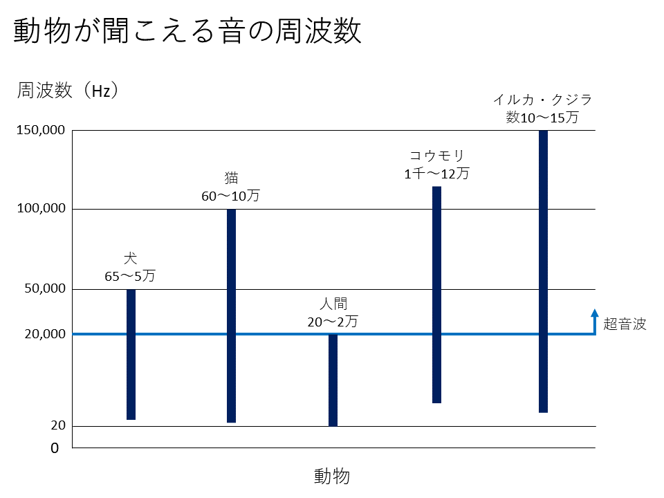 イルカ 驚くべき聴覚をもつイルカやクジラ 一般社団法人gcode 人類社会を蝕む病根に進化論