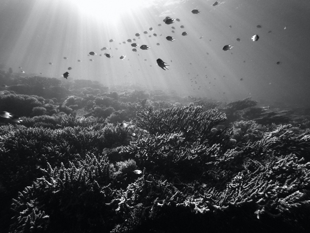 海中の魚の群れ