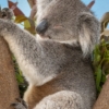 ユーカリの樹上で寝るコアラ