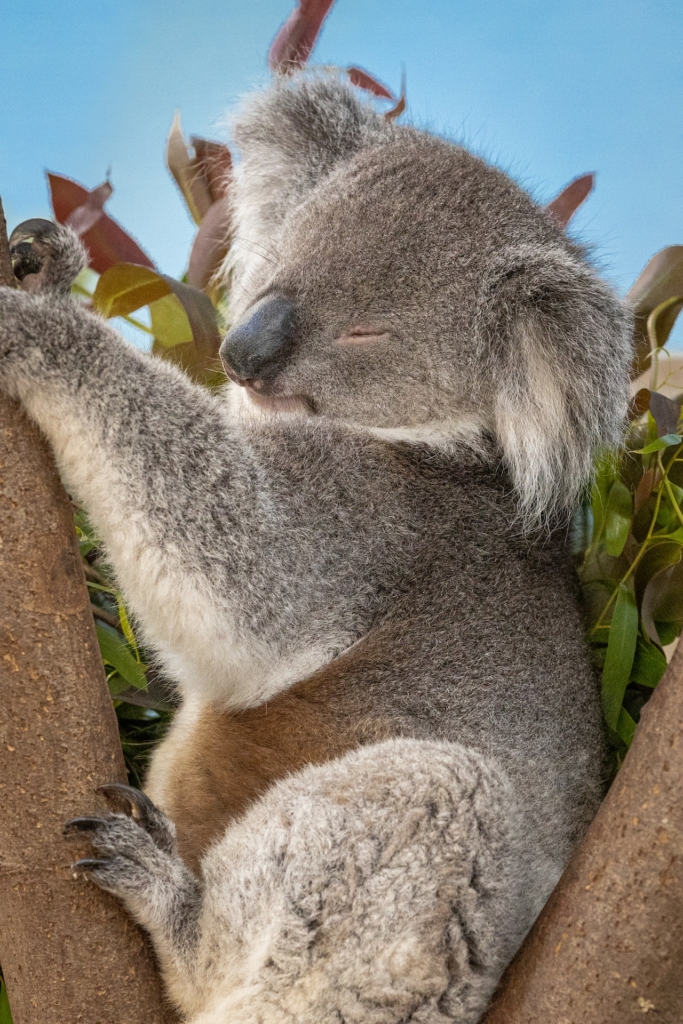 ユーカリの樹上で寝るコアラ