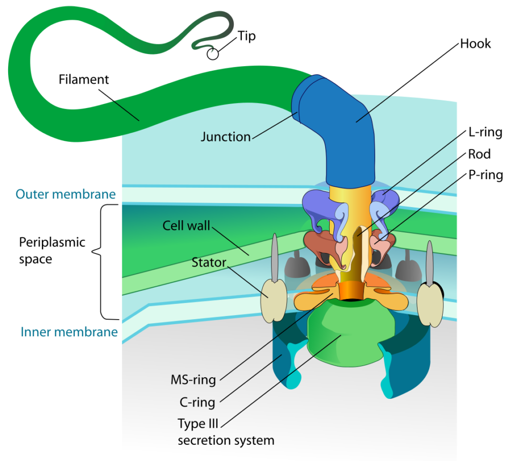 細菌鞭毛モーターの模式図