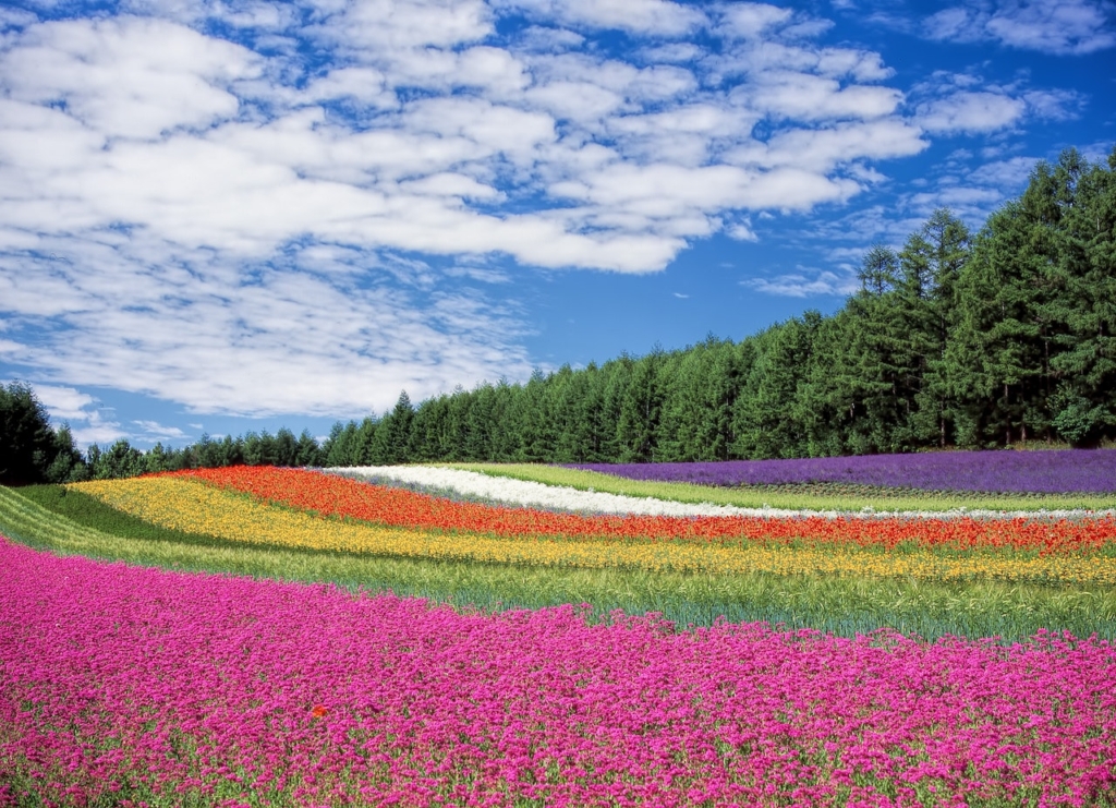 黄色とオレンジ色の花畑