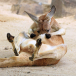 袋（育児嚢）を掃除するお母さんカンガルー