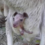 オオカンガルーの赤ちゃん