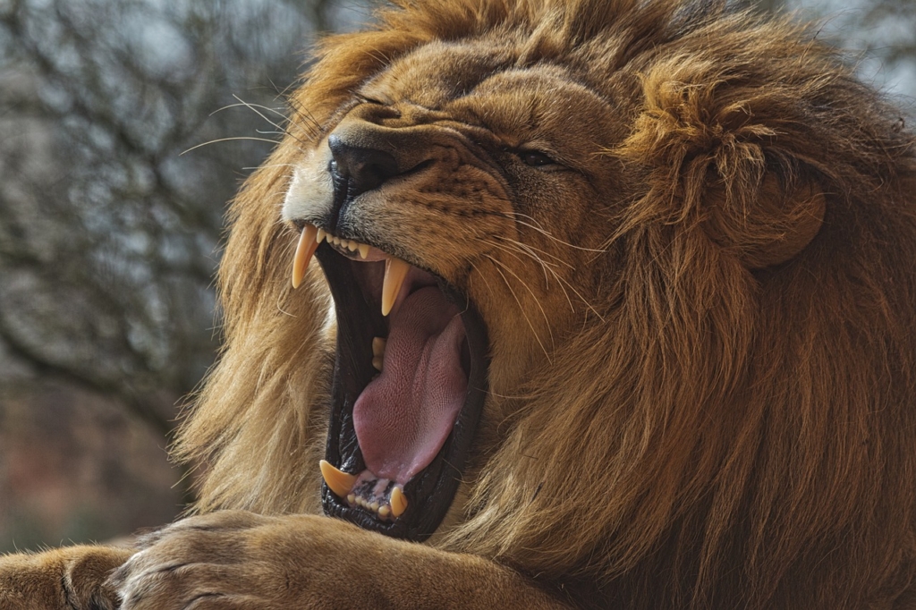 ライオンの牙