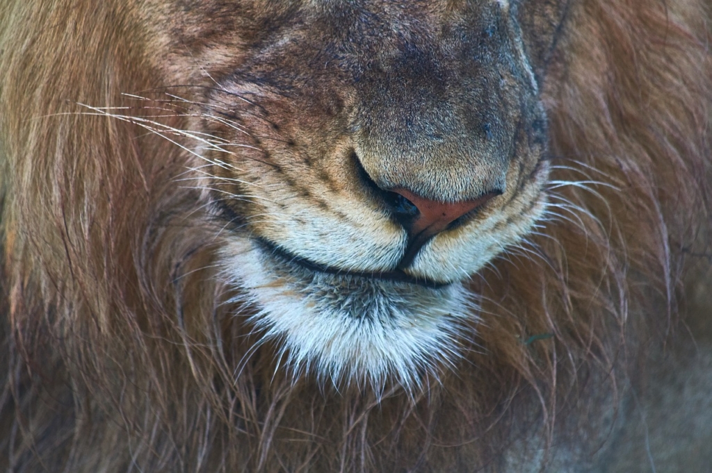 ライオンの鼻