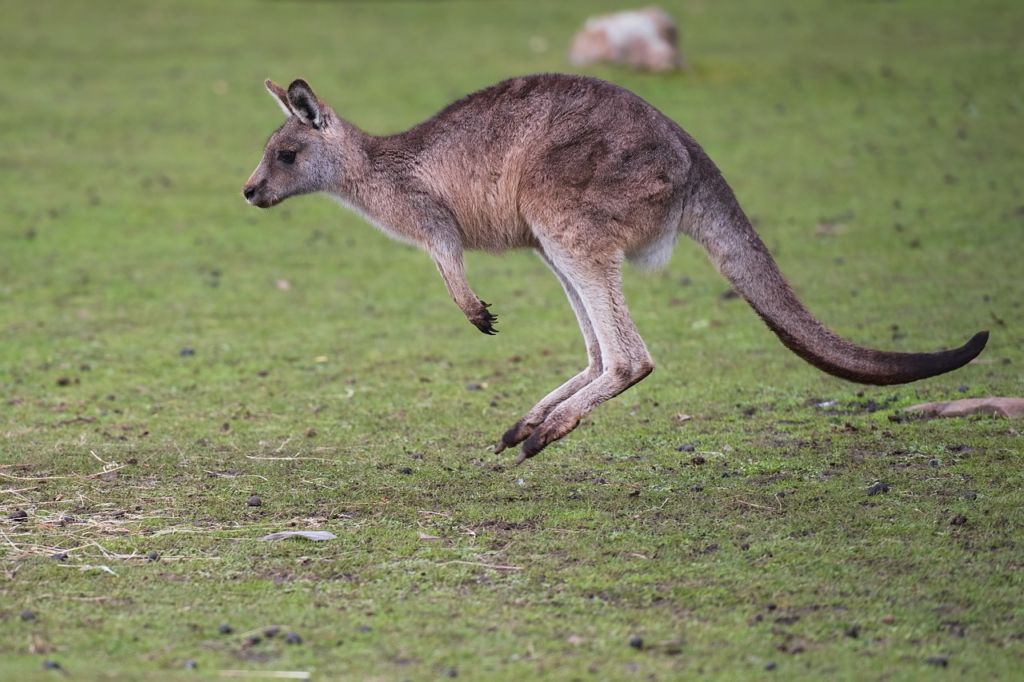 カンガルーのジャンプ