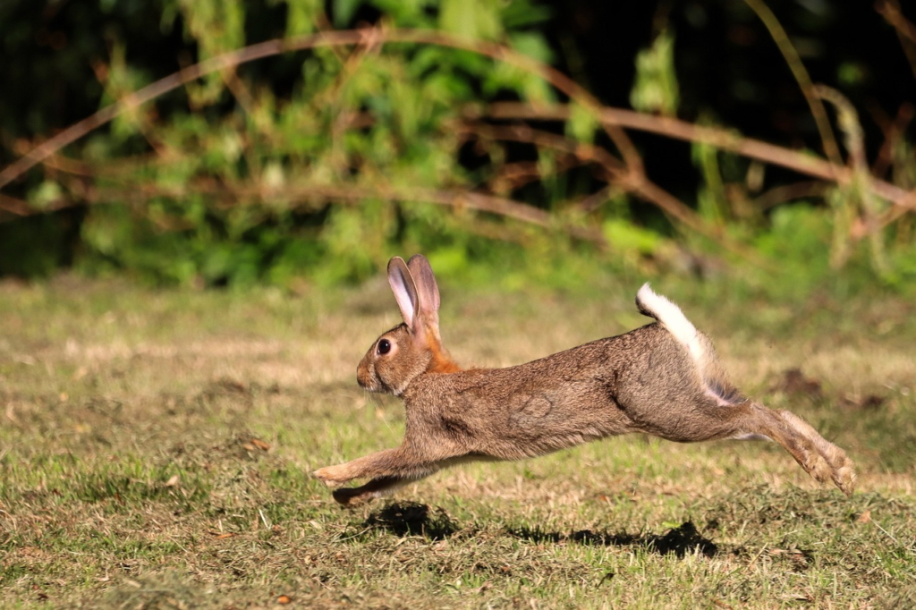 うさぎのジャンプ