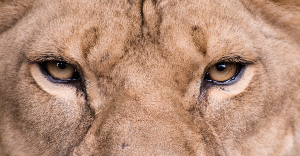 ライオンの目（両目）