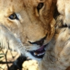 ライオンの顔と前足