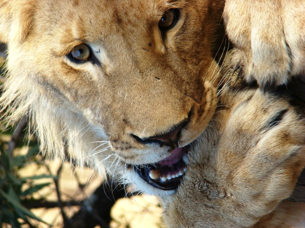ライオンの顔と前足