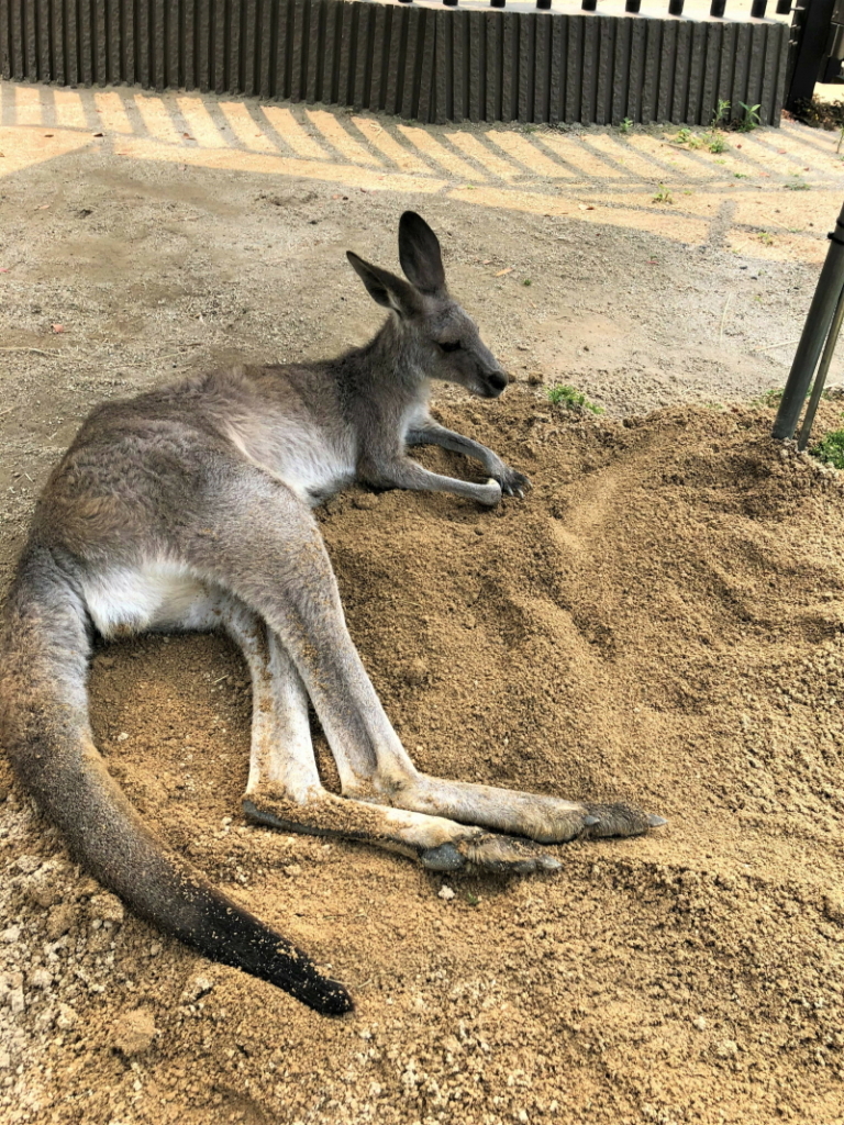 砂を掘った後に寝転ぶカンガルー