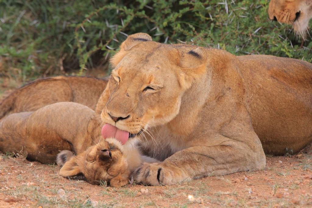 ライオンの母と子