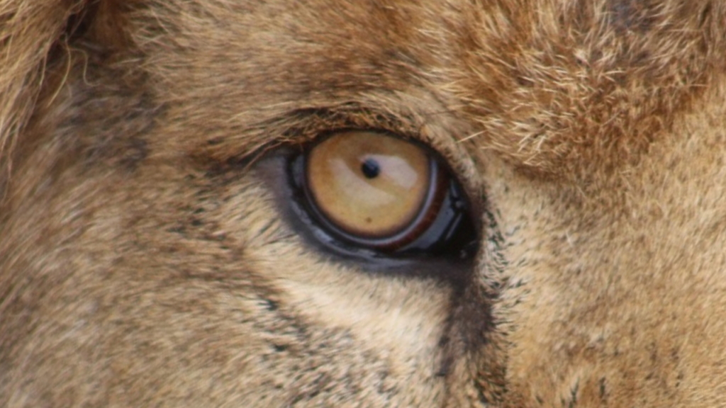 ライオンの目（片目）