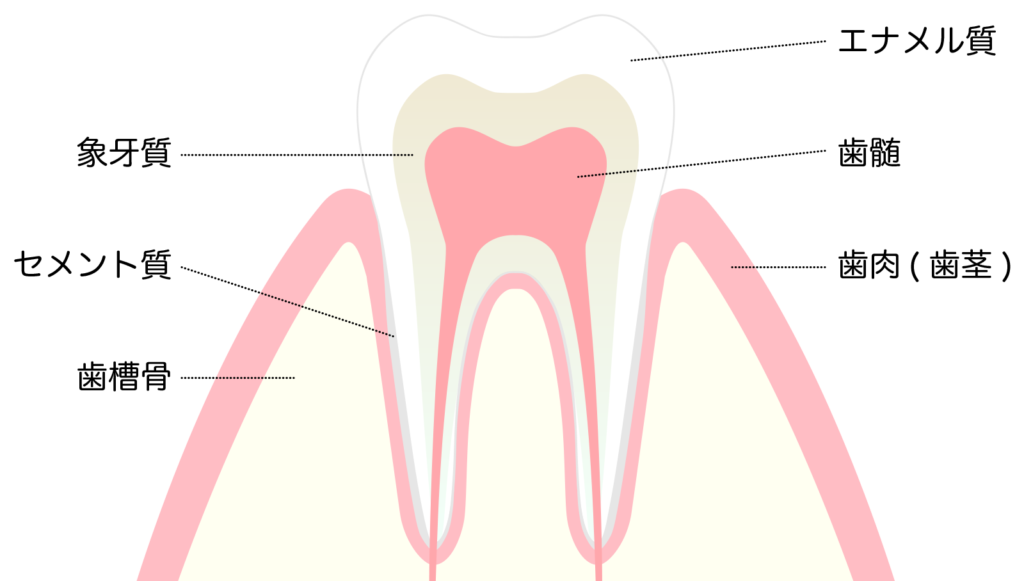 歯の構造