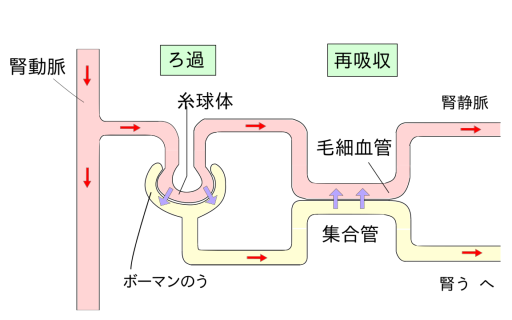 腎臓の働きと再吸収