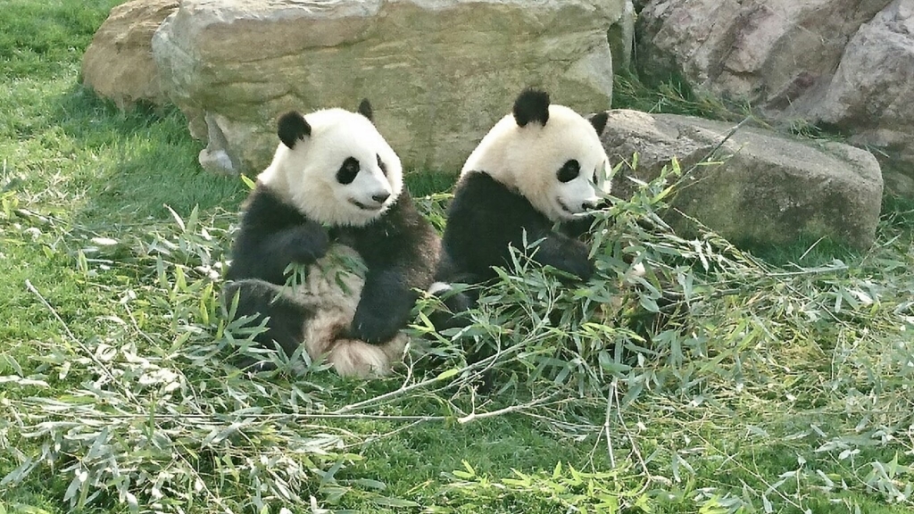 笹を食べるパンダ