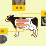 牛の胃