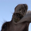 サボテンを食べるラクダ